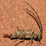 Eunidia aspersa